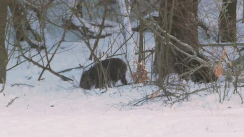 Pair of young hungry wild boar (Sus scrofa) dig with their snouts in the snow. Stock Footage 87053787