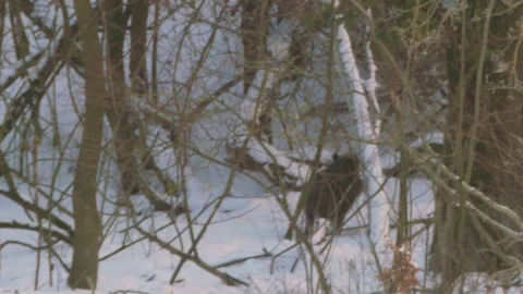 Pair of young hungry wild boar (Sus scrofa) looking for food in the snowy forest Stock Footage 87057555