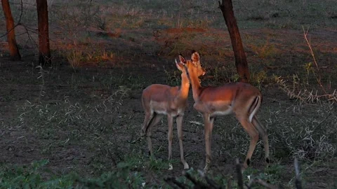 A Pair of Young Impala  (clip-001) Stock Footage 149303380