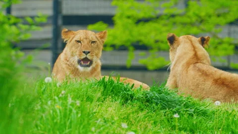 A pair of young lions playing on the green grass Stock Footage 311029029