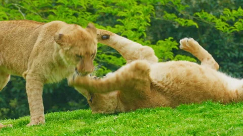 A pair of young lions playing on the green grass Stock Footage 312679292