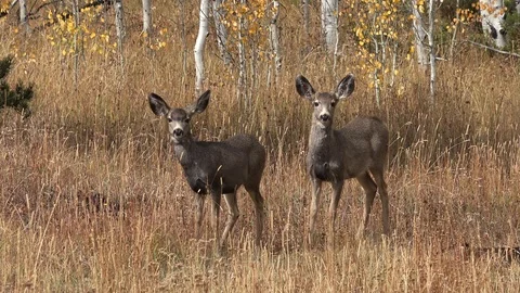 Pair of young Mule Deer. 4K Stock Footage 96381378