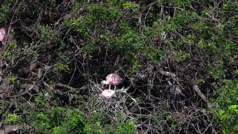 A pair of young Roseate Spoonbills preparing to leave the nest. Stock Footage 74139312