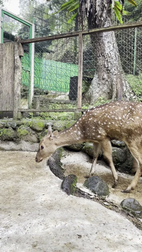 Pair of Young Spotted Deer Exploring Their Enclosure in a Nature Park Sanctuary Stock Footage 336228865