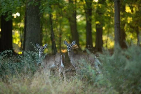 A pair of young white-tailed deer does stand in the woods during autumn in Ne Stock Photos