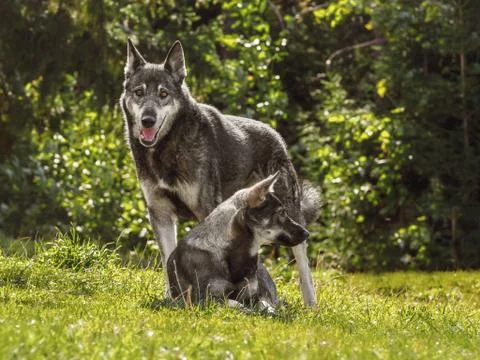 A pair of young wolves in a forest clearing on a sunny summer day. Male and f Stock Photos