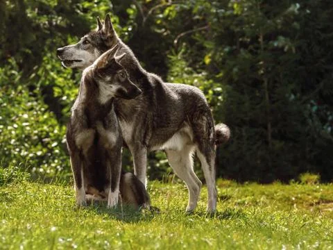 A pair of young wolves in a forest clearing on a sunny summer day. Male and f Stock Photos