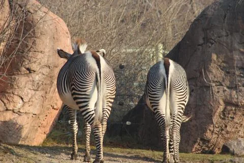 Pair of Zebra with backs to camera and tails swishing to left in tandem. Head Foto stock