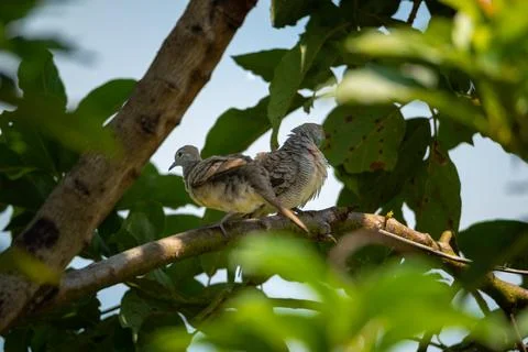 Pair of Zebra Doves Resting on Tree Branch Stock-Fotos