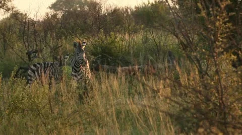 Pair of zebra grazing Stock Footage 21947988