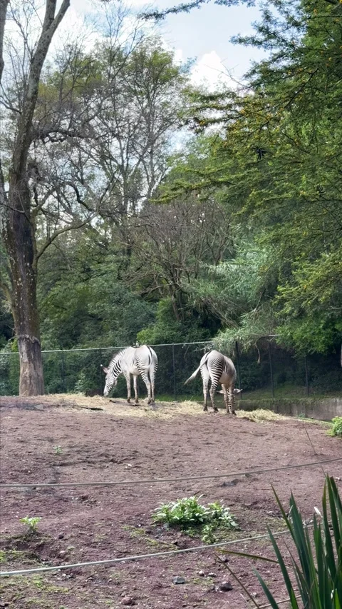 Pair of zebras grazing grass in the zoo Stock Footage 318439331