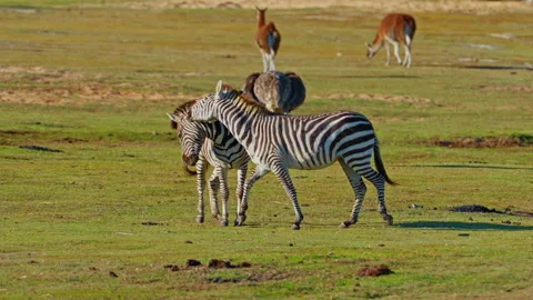 A pair of zebras in love caress each other on a green field in the savannah Stock Footage 304709877