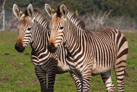Pair of zebras Stock Photos