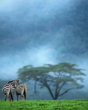 A pair of zebras Stock Photos