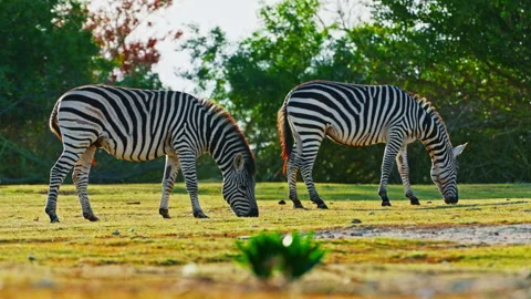 A pair of zebras together graze in the wild on a meadow of the savannah Stock Footage 302567877