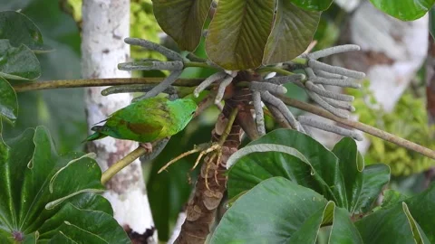 Paired Bright Green Parakeets Resting on Trumpet Plant Belize Stock Footage 325685901