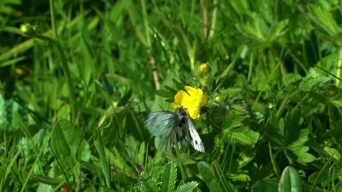 Pairing Butterflies, Close Up Stock Footage 157447807