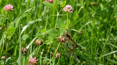 Pairing of dragonflies 動画素材 117228053