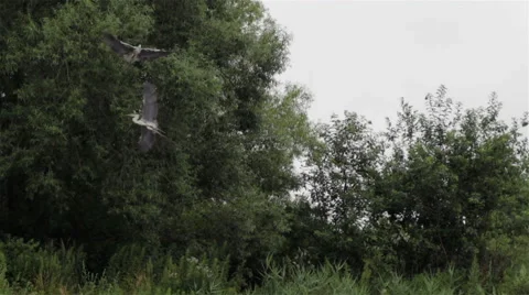 Pairing heron Video stock 65000335