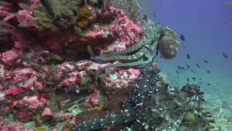 Pairing octopus Stock Footage 84716675