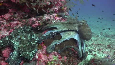 Pairing octopus Stock Footage 84716687