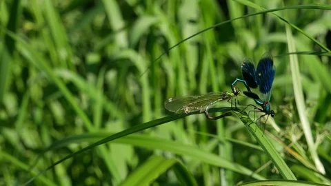 Pairing of river dragonflies 스톡 동영상 117338935