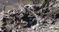 Pairing toads are walking into the water HD Footage