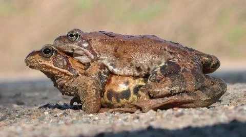 Pairing toads closely. Stock Photos