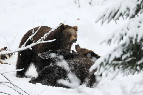 Pairof young brown bear training fight  - Ursus arctos Stock Photos