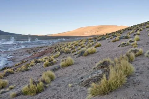 Paja brava grasses, tatio geysers, región de antofagasta, chile, south ameri Stock Photos