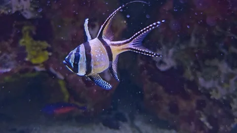 A pajama cardinalfish  Stock Footage 269689599