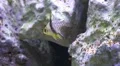 Pajama cardinalfish Sphaeramia nematoptera close up in coral reef HD Footage