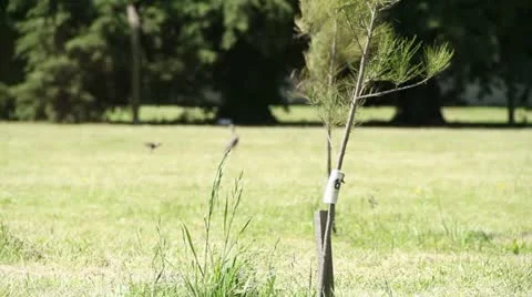 Pajaro Stock Footage 11852340