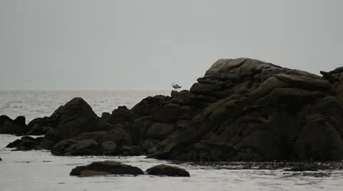 Pajaro rocas bruto Stock Footage 10886918