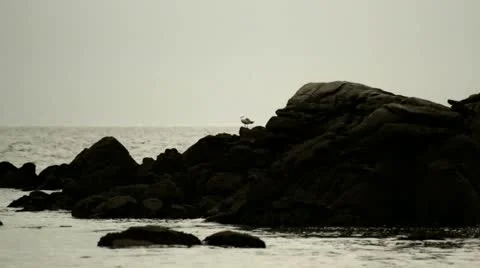 Pajaro rocas efecto Stock Footage 10887783