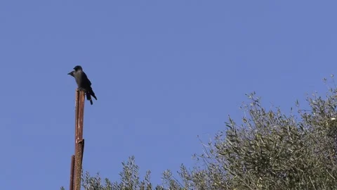 Pajaros Negros en poste Stock Footage 146744867