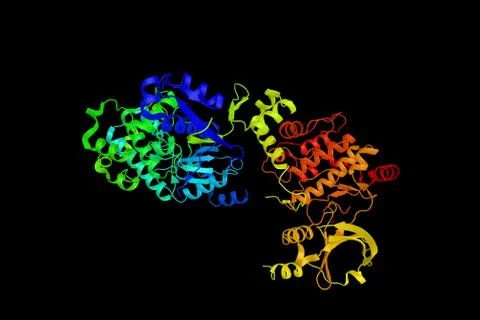 PAK 1, an enzyme which regulates cytoskeleton remodeling, phenotypic signal.. Illustration