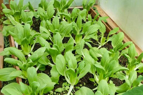Pak Choi Stock Photos