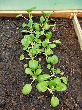 Pak Choi. Stock Photos