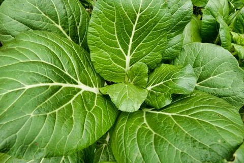 Pak Choi. Foto stock