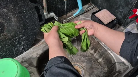 The Pak Choy Stock Footage 319811882