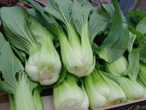 Pak choy green leaf vegetable. Asian mustard greens organic Stock Photos
