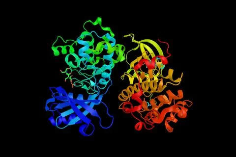 PAK5, an enzyme thought to be one of genetic variants regulating gene expre.. Stock Illustration