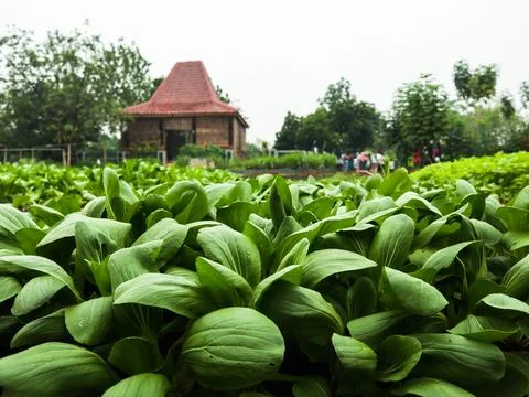Pakcoy or Chinese cabbage fields Stock Photos