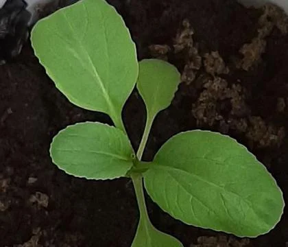 Pakcoy Fotos de archivo