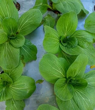 Pakcoy plant Foto stock