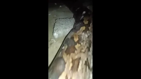 Pakistan: 25-Foot Python Killed After Entering Poultry Factory Near Kamok... Stock-Footage 320717070