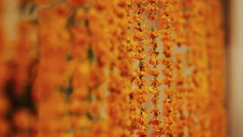 Pakistani Indian Wedding Decor with Marigold Genda Phool Toran Flowers 스톡 동영상 343620397