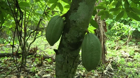 PAKRO COCOA FRUIT - TILT DOWN TREE Stock Footage 58930781