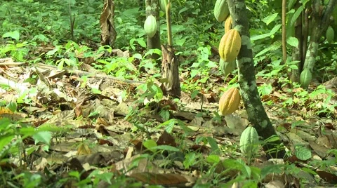 PAKRO: COCOA FRUIT ON TREES Stock Footage 58930777